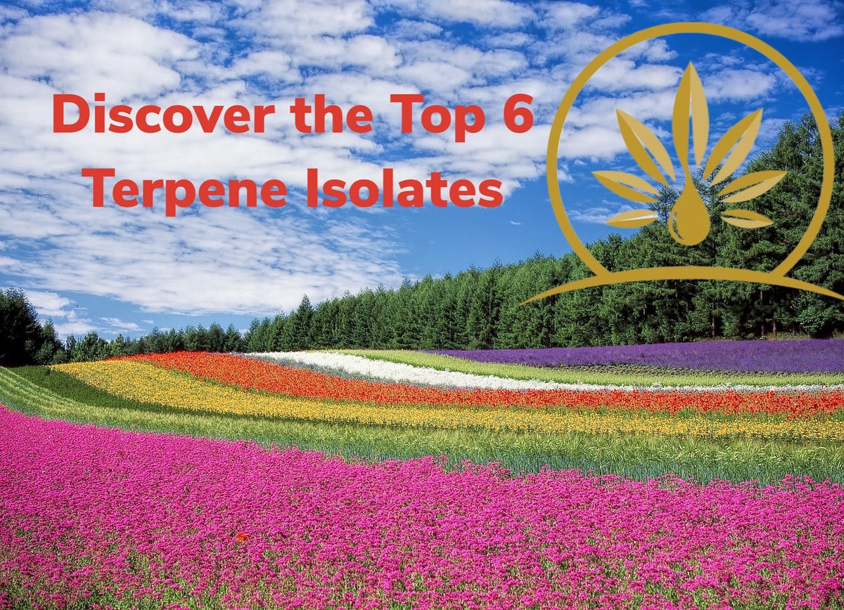 Top 6 Terpene Isolates! (5 Minute Read) – CannTerp Premium Terpenes